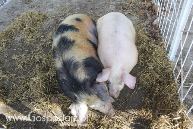 Agromarsz 2012 - 116