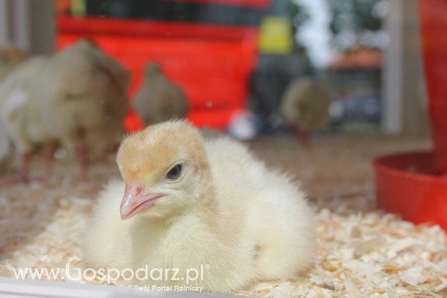 Pierwsze dni indyka w Koźminku