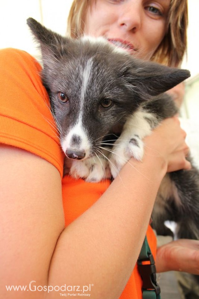 Lis pospolity białoszyjny