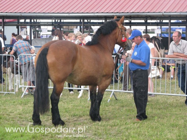Konie - Szepietowo 2012 XIX Regionalna Wystawa Zwierząt Hodowlanych - 29