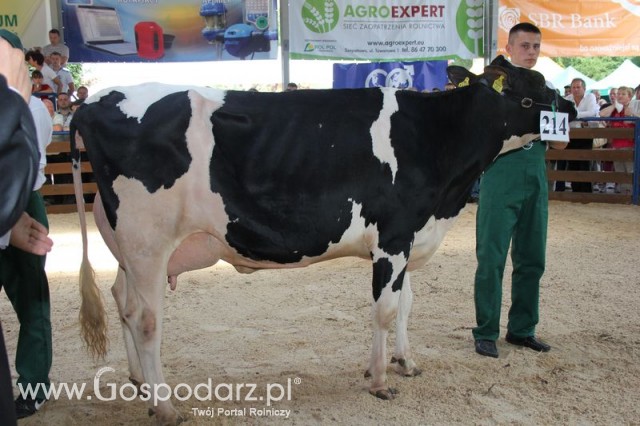 Bydło - Szepietowo 2012 XIX Regionalna Wystawa Zwierząt Hodowlanych - 95