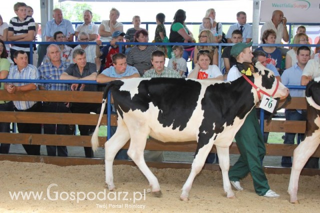 Bydło - Szepietowo 2012 XIX Regionalna Wystawa Zwierząt Hodowlanych - 107