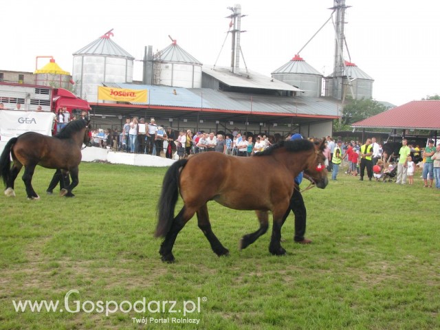Konie - Szepietowo 2012 XIX Regionalna Wystawa Zwierząt Hodowlanych - 27