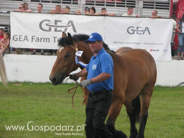 Konie - Szepietowo 2012 XIX Regionalna Wystawa Zwierząt Hodowlanych - 26