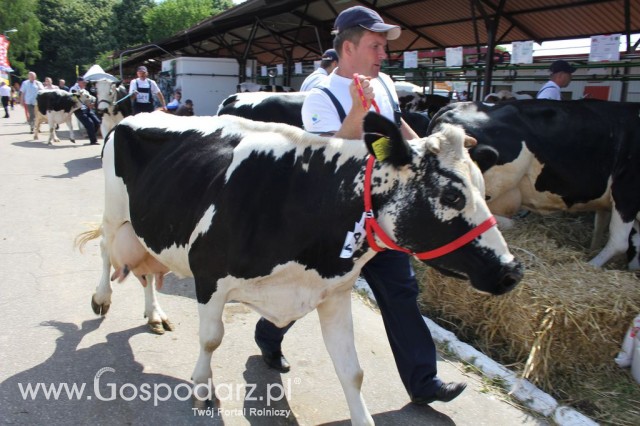 Bydło - Szepietowo 2012 XIX Regionalna Wystawa Zwierząt Hodowlanych - 40