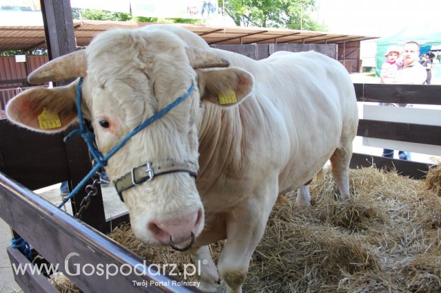 Bydło - Szepietowo 2012 XIX Regionalna Wystawa Zwierząt Hodowlanych - 37