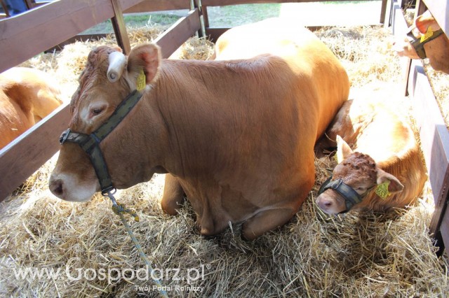 Bydło - Szepietowo 2012 XIX Regionalna Wystawa Zwierząt Hodowlanych - 27
