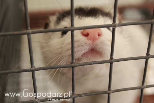 Norka krzyżak czarna