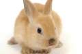 Odradza się w Polsce rynek hodowli królików