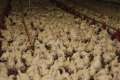 Rosja – Wzrost produkcji drobiu