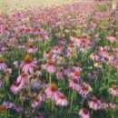 Jeżówka korzenie, ziele z certyfikatem ekologicznym