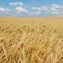 SPRZEDAM MIESZANKĘ ZBOŻOWĄ