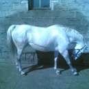 Sprzedam klacz Dynastia