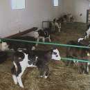 Byczki, cielęta ras mięsnych w ciągłej sprzedaży od 60kg do 80kg