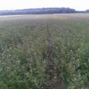 Sadzonki aronii, porzeczki czarnej i czerwonej