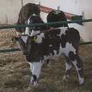 Byczki, cielęta ras mięsnych w ciągłej sprzedaży od 60kg do 80kg