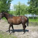 Młoda kara wielkopolska klacz dotacyjna