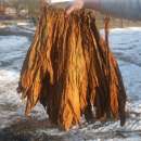 Tytoń liście tytoniu Burley Virginia Millenium