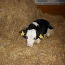 W CIĄGŁEJ SPRZEDAŻY BYCZKI MIĘSNE