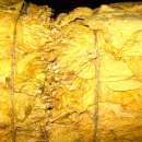 EKOLOGICZNE Liście tytoniu Virginia KLASA 1,Burley KLASA 1