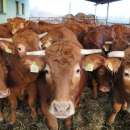 Jałówki Limousine 100 %