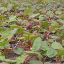 Sadzonki rabarbaru 2012 Sprzedam sadzonki rabarbaru, zamówienia