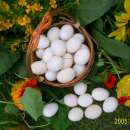 Kury Zielononóżki kura zielononóżka kuropatwiane odchowane 6 tygodni, Świadectwo pochodzenia, Leghorny