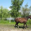 Młoda kara wielkopolska klacz dotacyjna