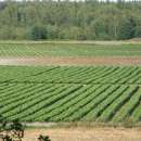 Poszukuje ODBIORCÓW TRUSKAWKI