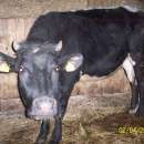 Jałówki cielne 2 szt