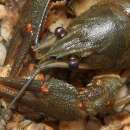 Biznes w rolnictwie - propozycje hodowli, inne formy