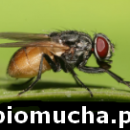 BIOMUCHA - Sprawdzony sposób na muchy w chlewniach, oborach i stajniach