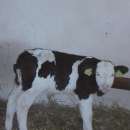 Byczki, cielęta ras mięsnych w ciągłej sprzedaży od 60kg do 80kg