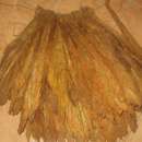 Tytoń liście tytoniu Burley Virginia Millenium