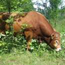 Sprzedam Buhaje Hodowlane Limousine (LM)