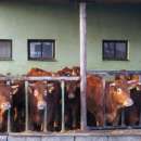 Jałówki Limousine 100 %