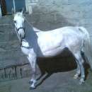 Sprzedam klacz Dynastia