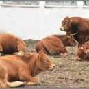 BYDŁO,ZBOŻE,NAWOZY CAŁA POLSKA