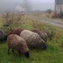 owce wrzosówki