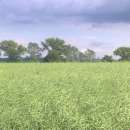 GOSPODARSTWO ROLNE J i Z CWANEK