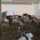 Byczki, cielęta ras mięsnych w ciągłej sprzedaży od 60kg do 80kg