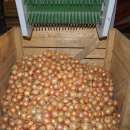 Cebula worek raszel 15 kg!