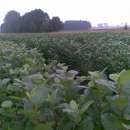 Sadzonki aronii, porzeczki czarnej i czerwonej