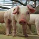 Sprzedam duńskiego warchlaka