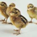 Kury Zielononóżki kura zielononóżka kuropatwiane odchowane 6 tygodni, Świadectwo pochodzenia, Leghorny