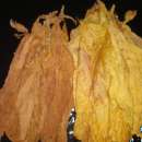 Sprzedam liście tytoniu