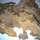 SUPER TYTOŃ BUŁGARSKI - LIŚCIE