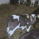 Byczki, cielęta ras mięsnych w ciągłej sprzedaży od 60kg do 80kg