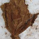 Sprzedam  liście Virginia i Burley BARDZO TANIO