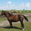 Młoda kara wielkopolska klacz dotacyjna